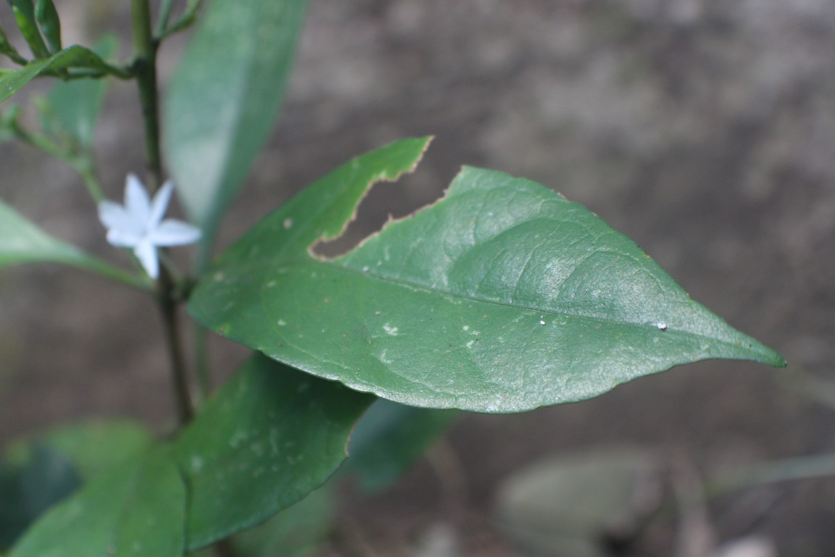 Pseuderanthemum latifolium (Vahl) B.Hansen